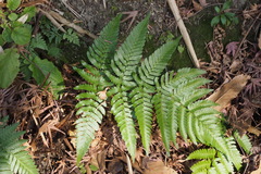 Dryopteris pacifica