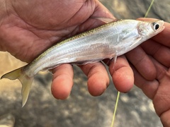 African Butter Catfish photo 3