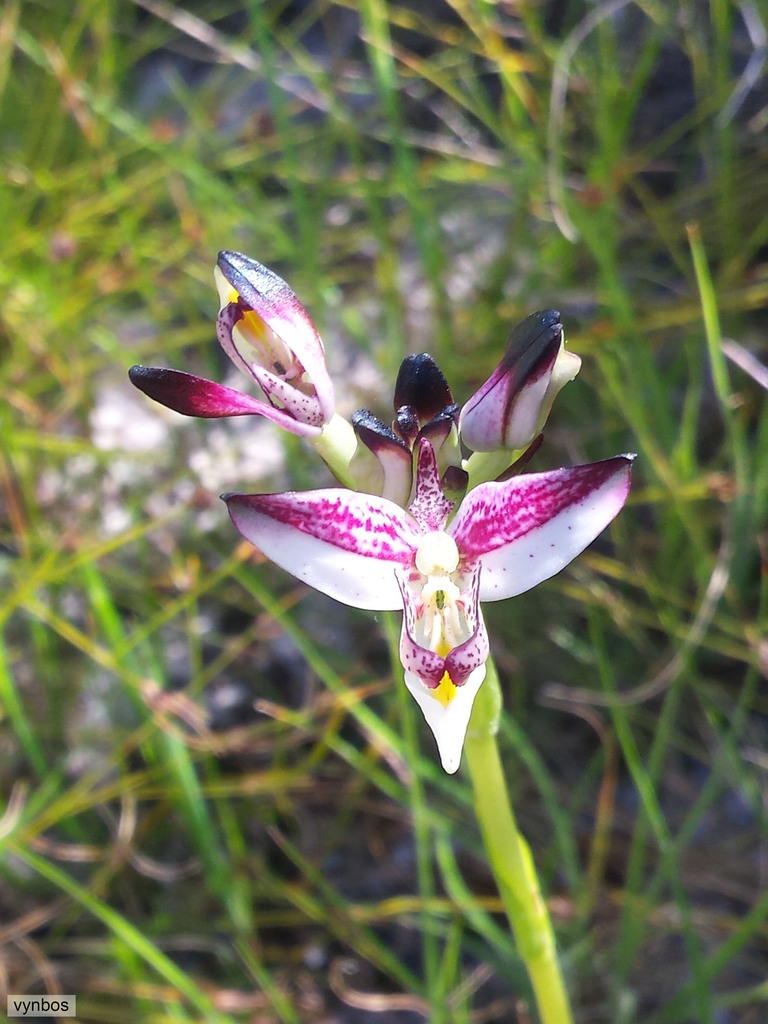 Metallic-Trim Disa