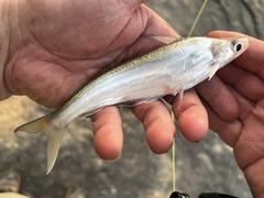 African Butter Catfish photo 2