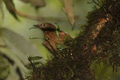 Anabacerthia variegaticeps