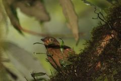 Anabacerthia variegaticeps