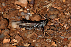Melanoplus glaucipes