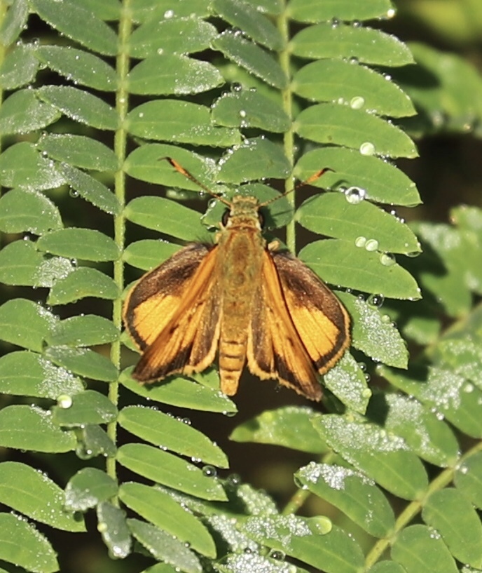 Haitian Skipper