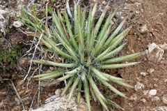 Agave schottii