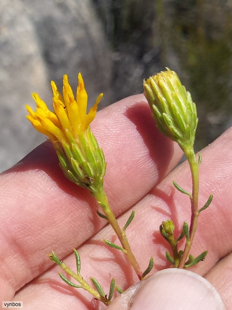 Cederberg gumbush