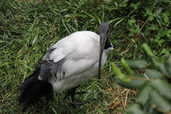 Threskiornis