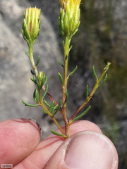 Pteronia cederbergensis
