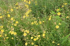 Brachystigma wrightii