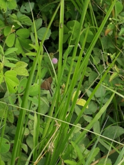 Eudamini