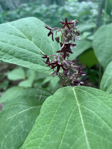 Vincetoxicum macrophyllum iNat (2)