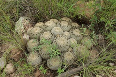 Coryphantha recurvata