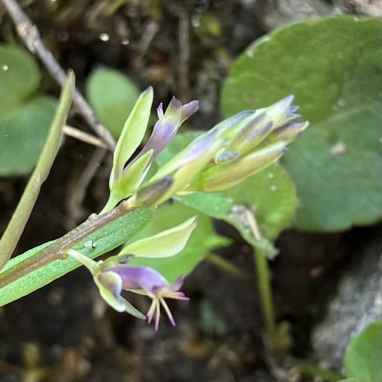 Polygala carueliana