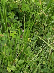 Eudamini