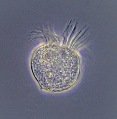 Strobilidium