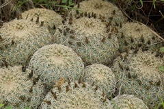 Coryphantha recurvata