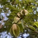 Arjun Tree - Photo (c) wild_wild_nature, some rights reserved (CC BY-NC)