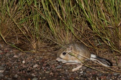 Dipodomys spectabilis