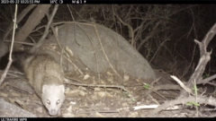 Meller's Mongoose photo 4