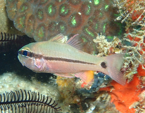 ヒトスジイシモチの写真