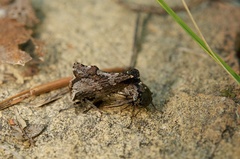 Telamonini