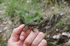 Lithobates chiricahuensis