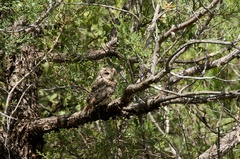 Megascops trichopsis