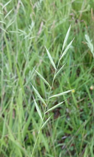 mrvica peristá (Brachypodium pinnatum)