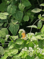 Eueides isabella