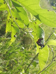 Peucetia