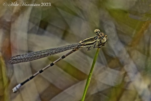 Seepage Dancer photographed in New Jersey