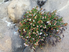 Erica tenuis