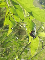 Peucetia