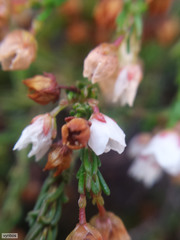 Erica tenuis