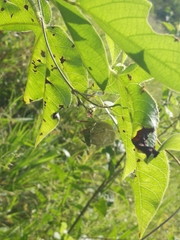 Peucetia