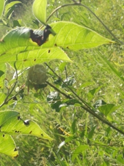 Peucetia