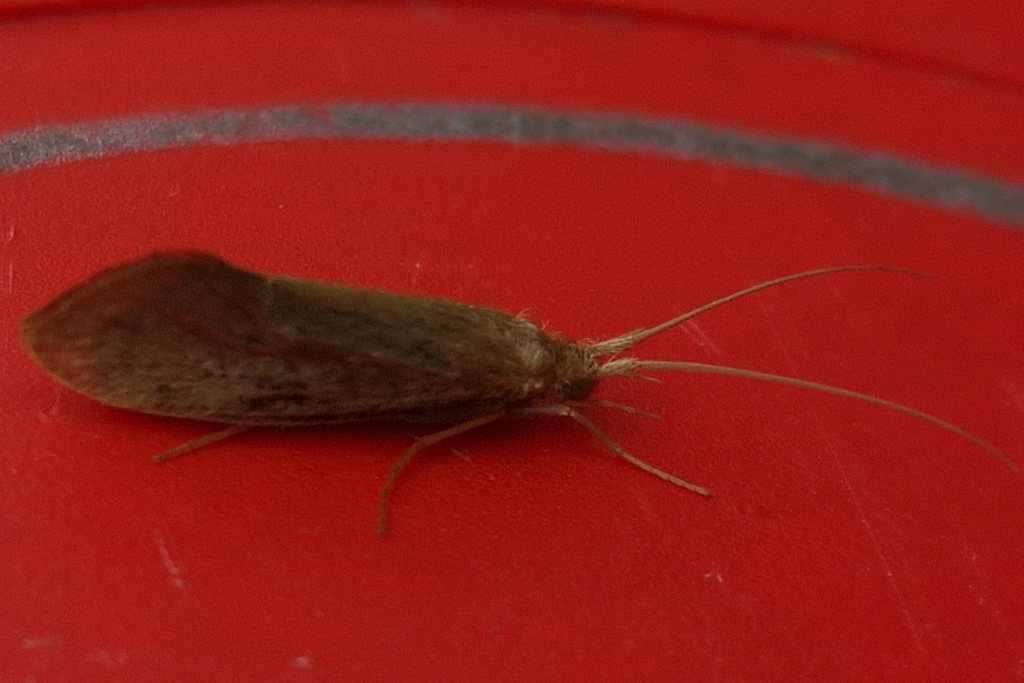 Medium Sedge