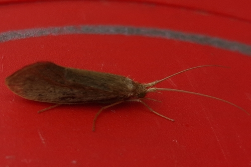 Medium Sedge
