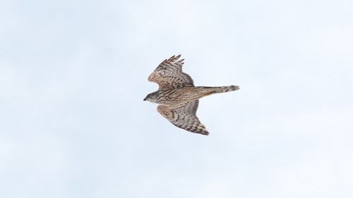 Azor común (Accipiter gentilis)