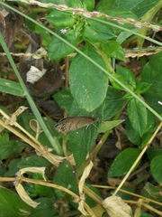 Hermeuptychia
