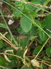 Hermeuptychia