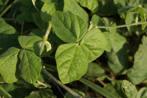 Purple Bush-Bean