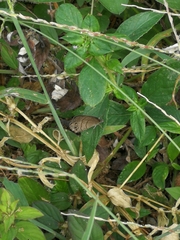 Hermeuptychia