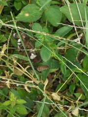 Hermeuptychia