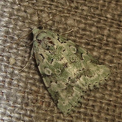 Bryolymnia viridata