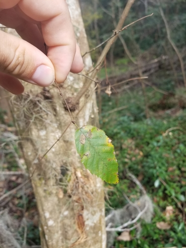 (linked from Carpinus caroliniana) Betulaceae image