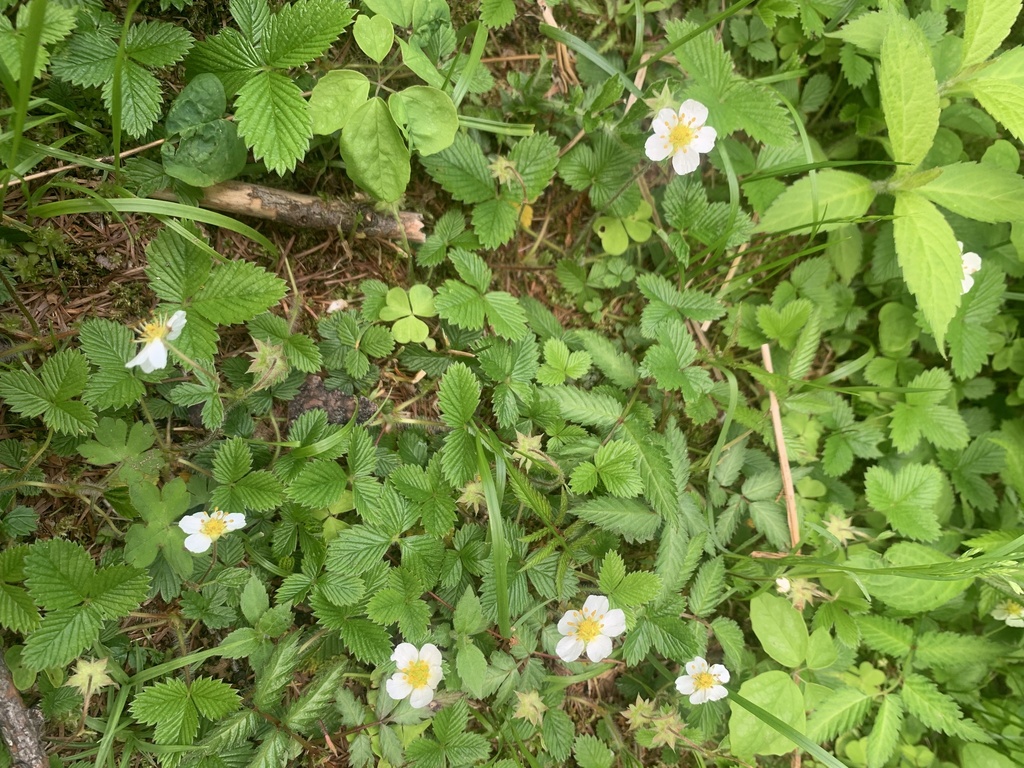 Fragaria nipponica; photograph (c) 岸本年郎, some rights reserved (CC BY)
