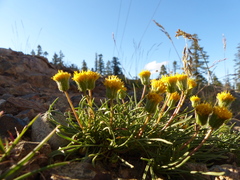 Erigeron bloomeri