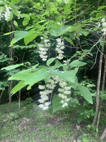 Epaulette Tree (Pterostyrax hispidus)