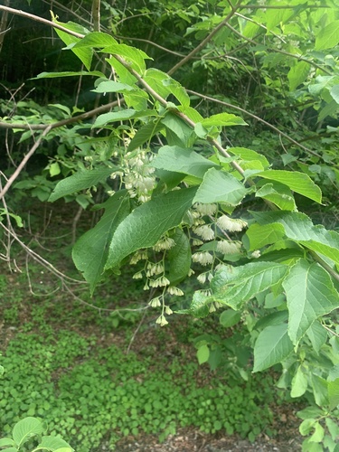 Pterostyrax hispidus, photograph 2